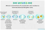 Where Does Mitosis Occur?