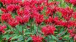 Where Does Monarda Grow