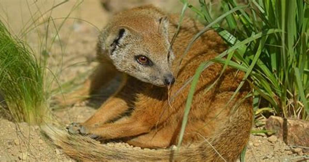 Where Does Mongoose Live?