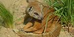 Where Does Mongoose Live?