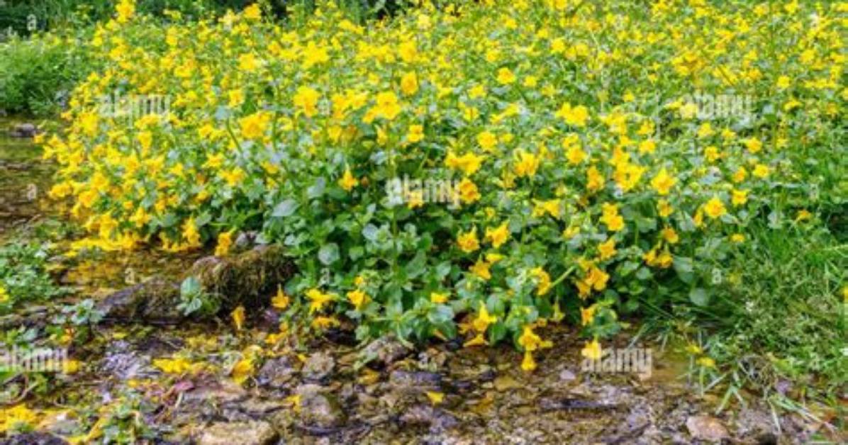 Where Does Monkey Flower Grow?