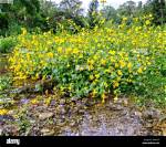 Where Does Monkey Flower Grow?