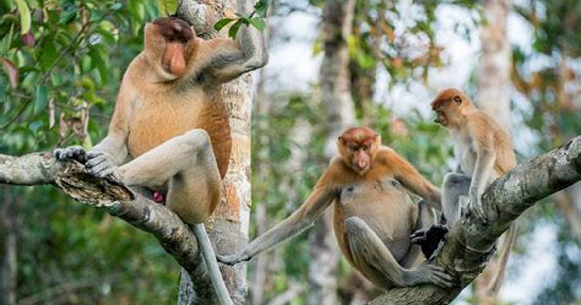 Where Does Monkeys Live?