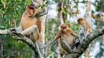 Where Does Monkeys Live?