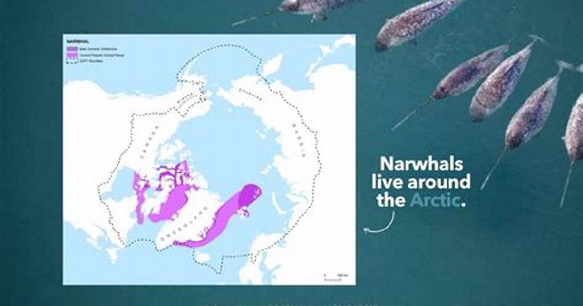 Where Does Narwhals Live?