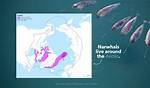 Where Does Narwhals Live?