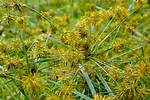 Where Does Nutsedge Grass Come from?