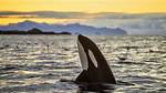 Where Does Orca Live?