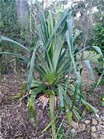 Where Does Pandanus Grow?