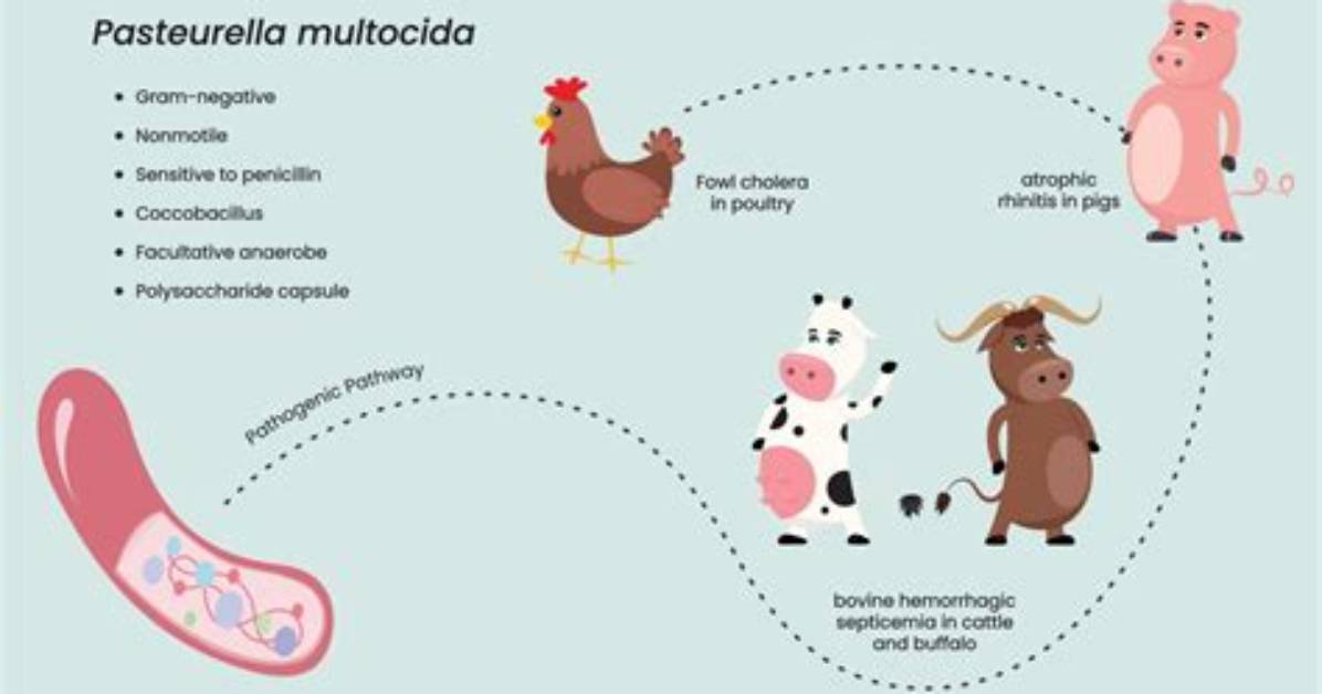 Where Does Pasteurella Come from?