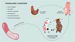 Where Does Pasteurella Come from?