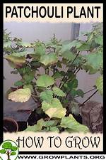 Where Does Patchouli Grow?
