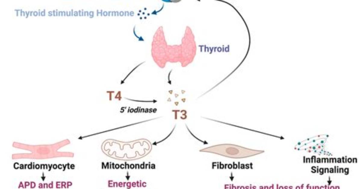 Where Does Pathophysiology Come from?
