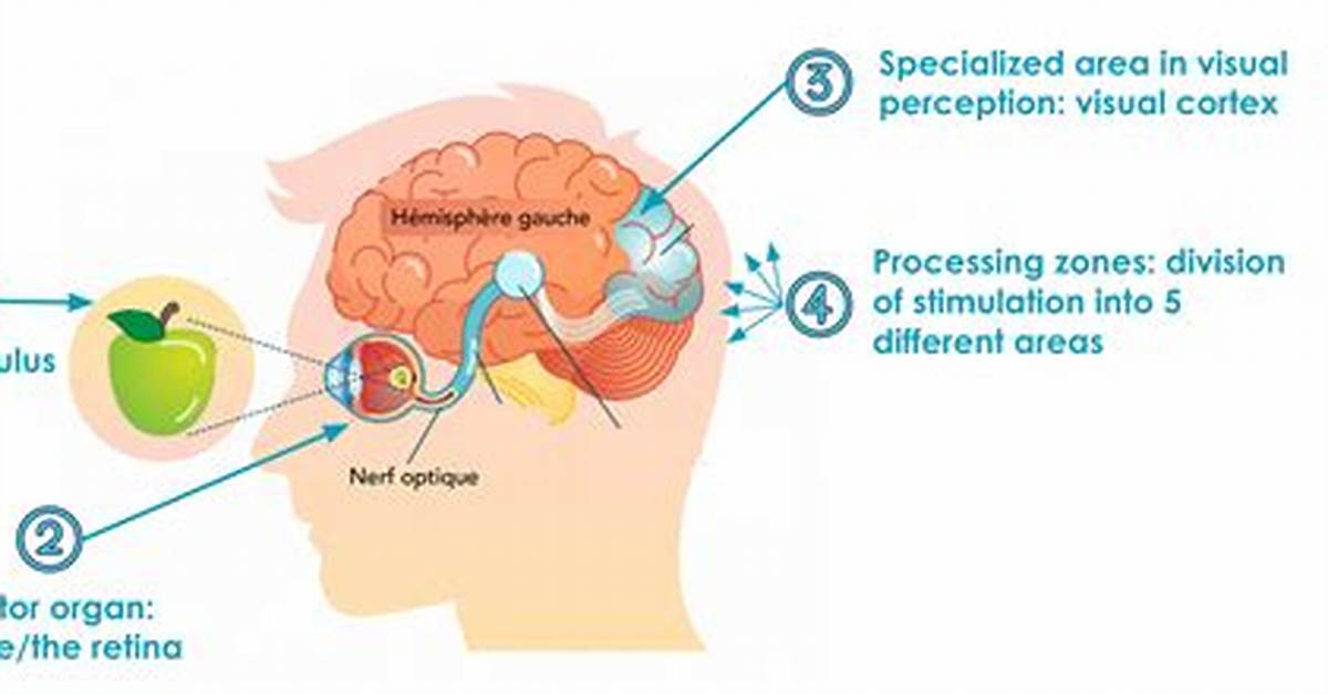 Where Does Perception Come from?