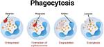 Where Does Phago Come from?
