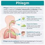 Where Does Phlegm Come from?