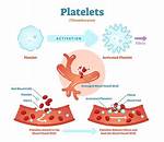 Where Does Platelets Come from?