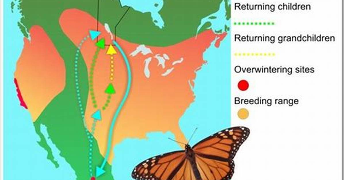 Where Does Plexippus Live?