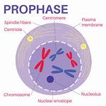 Where Does Prophase Take Place?