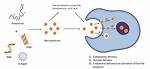 Where Does Protamine Come from?