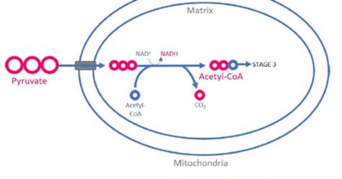 Where Does Pyruvate Processing Occur?