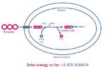 Where Does Pyruvate Processing Occur?