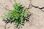 Where Does Ragweed Grow