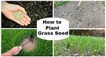 Where Does Razor Grass Grow