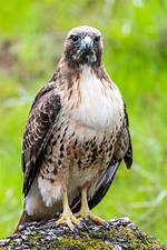 Where Does Red Tailed Hawk Live?