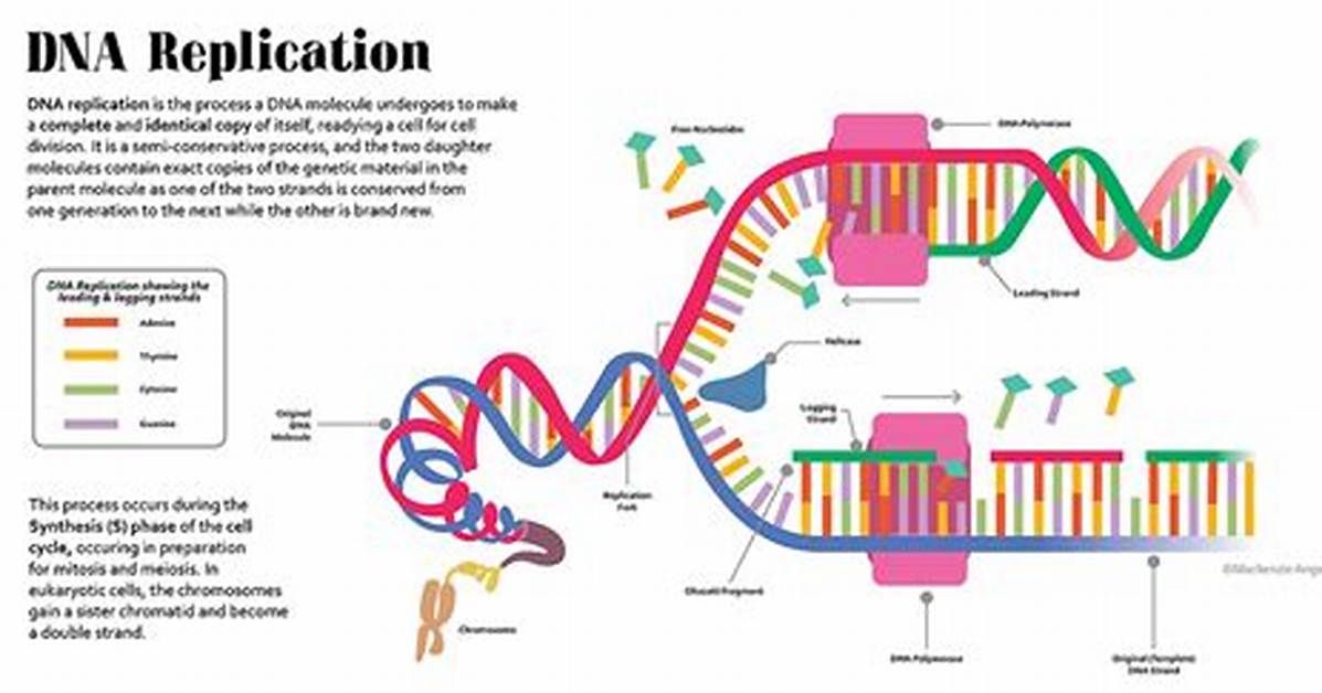 Where Does Replication Occur