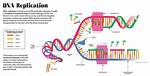 Where Does Replication Occur