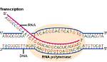 Where Does Rna Polymerase Bind?