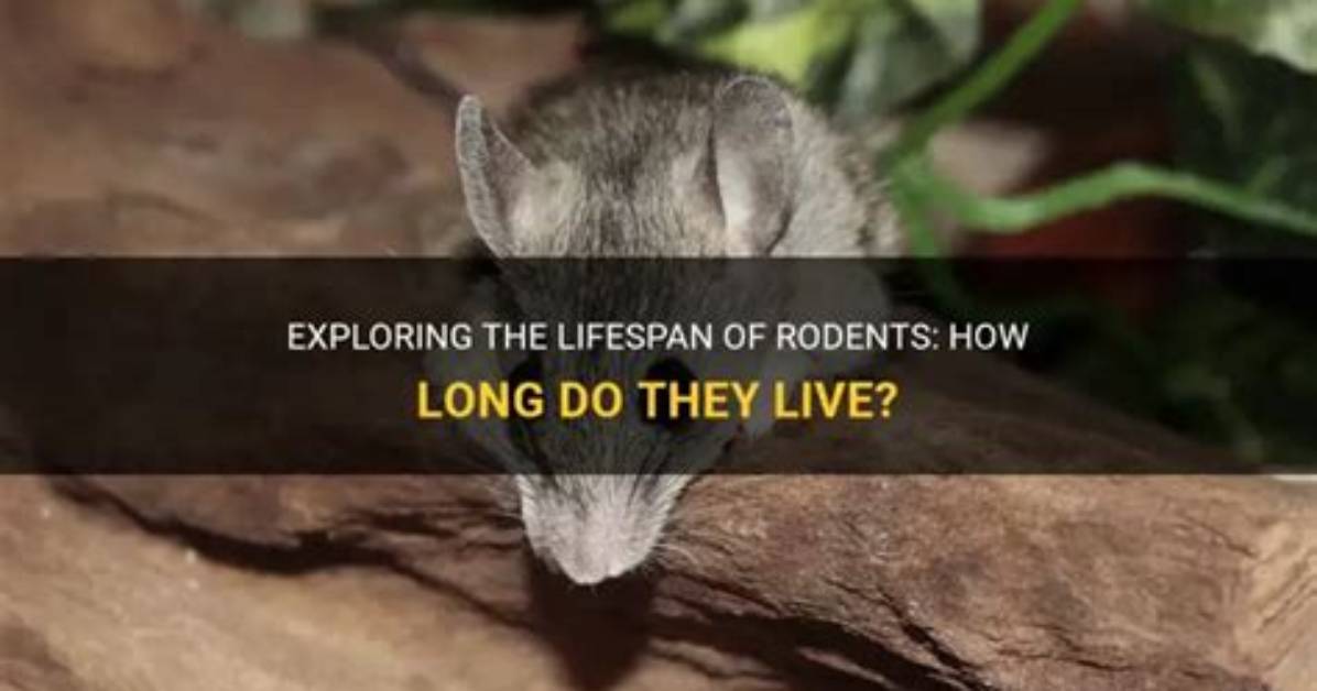 Where Does Rodent Live?