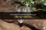 Where Does Rodent Live?