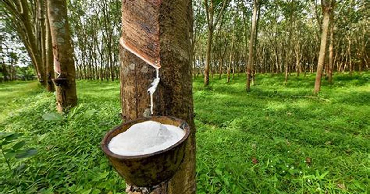 Where Does Rubber Come From