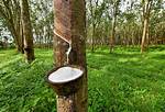 Where Does Rubber Come From