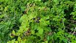 Where Does Rubus Grow?