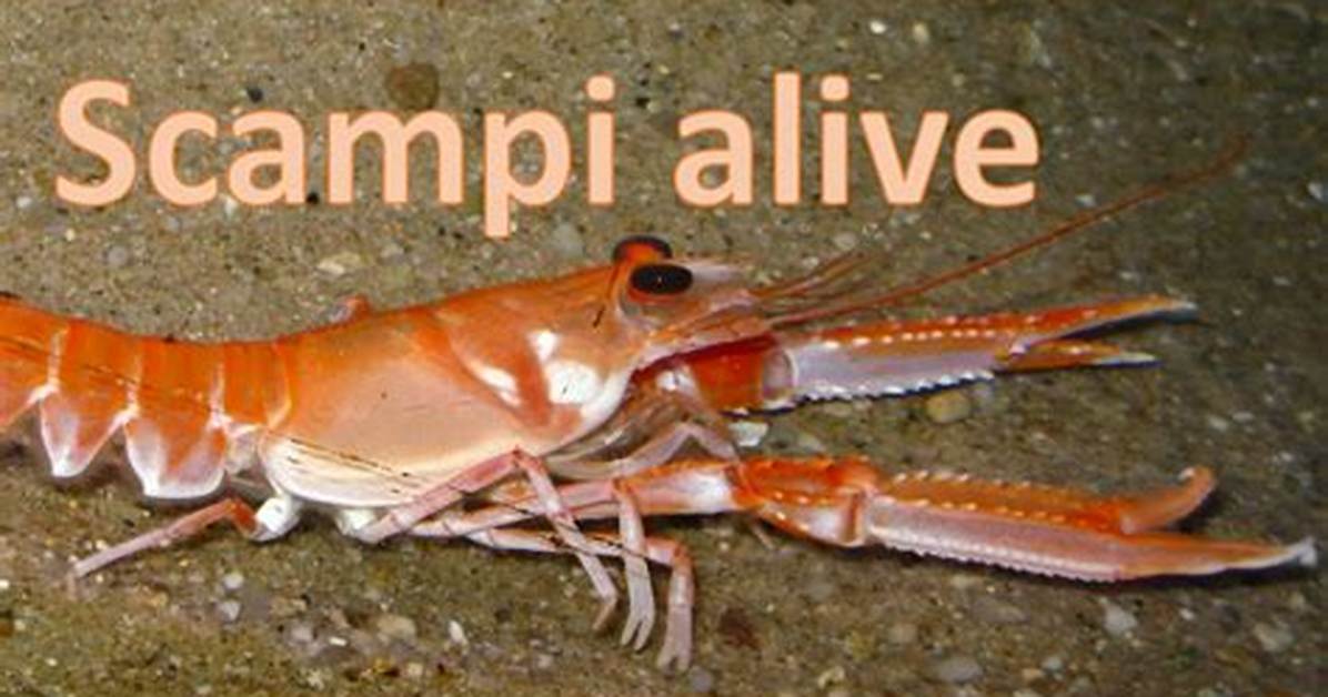 Where Does Scampi Live?