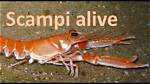 Where Does Scampi Live?