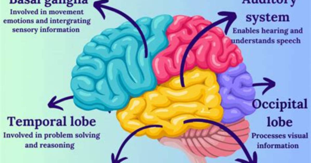Where Does Schizophrenia Affect?