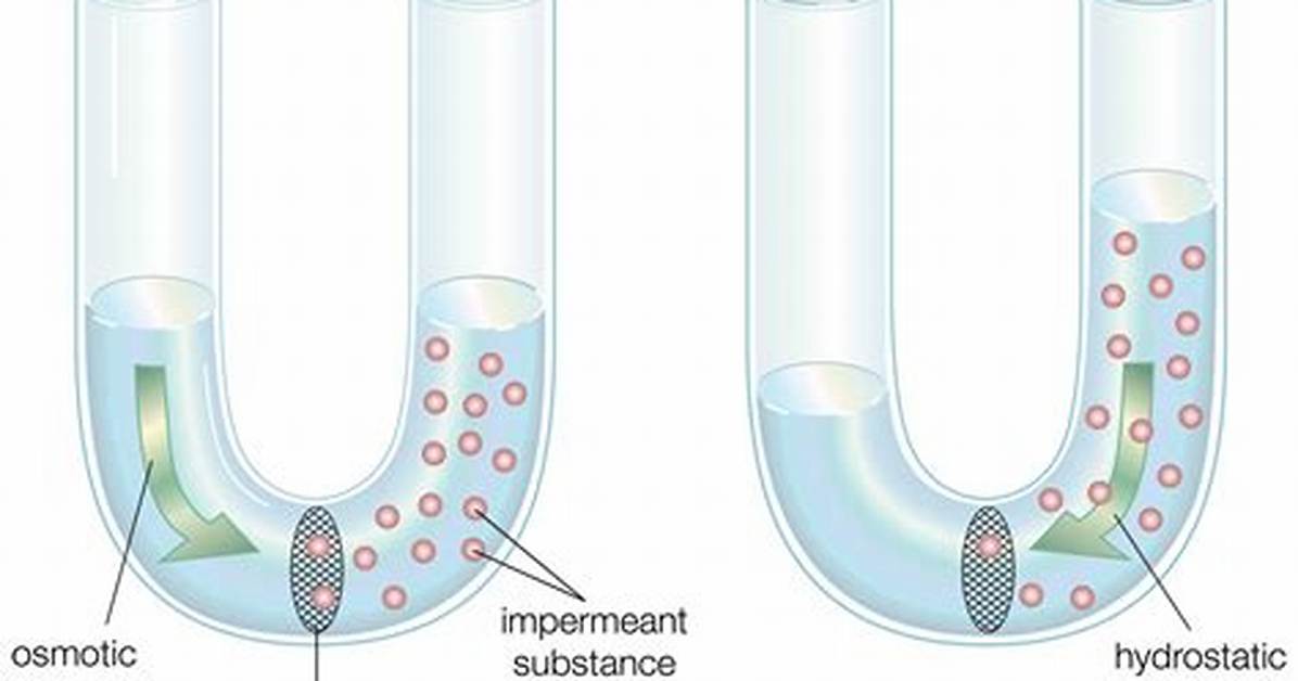 Where Does Semipermeable Come from?