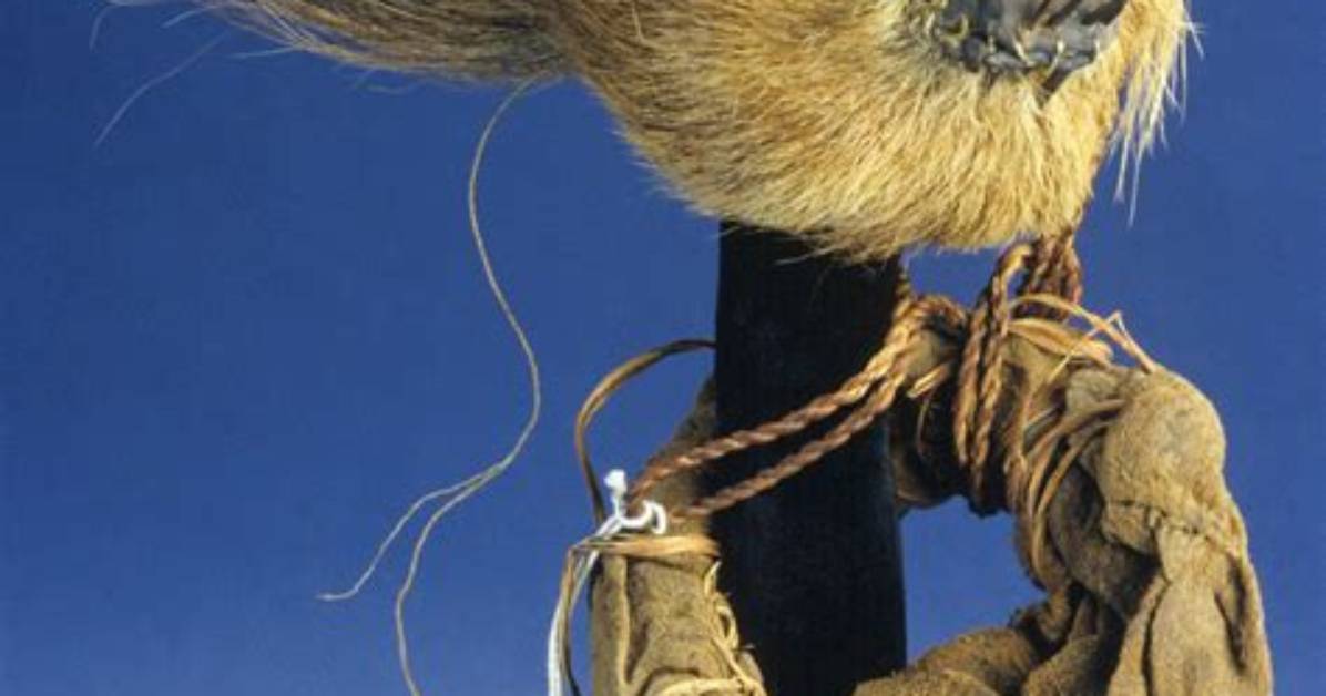 Where Does Shrunken Come from?