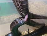 Where Does Snake Come from?