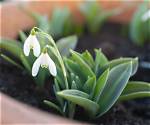 Where Does Snowdrop Grow