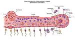 Where Does Sperm Come from?