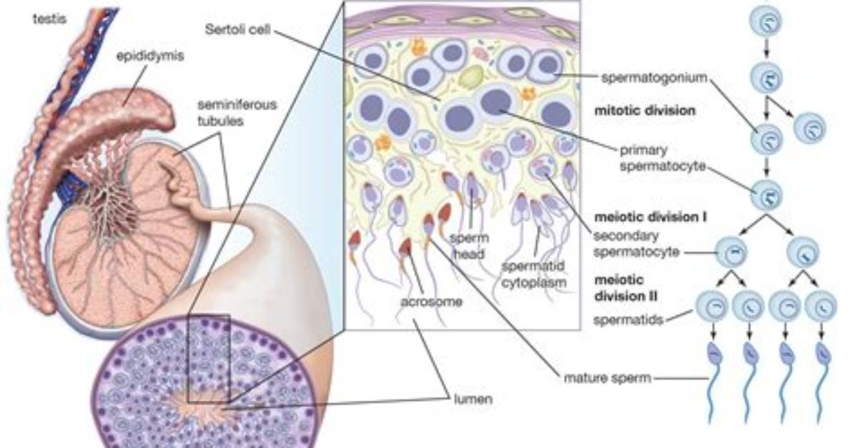 Where Does Spermatogenesis Begin?