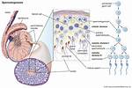 Where Does Spermatogenesis Begin?