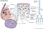 Where Does Spermatogenesis End?