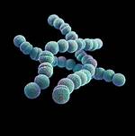 Where Does Streptococcus Bacteria Come from?