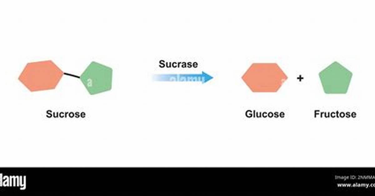 Where Does Sucrase Function?